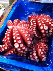 tako (octopus)