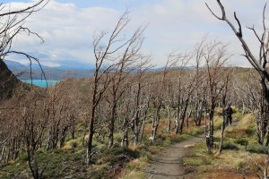 Day 5: petrified forest